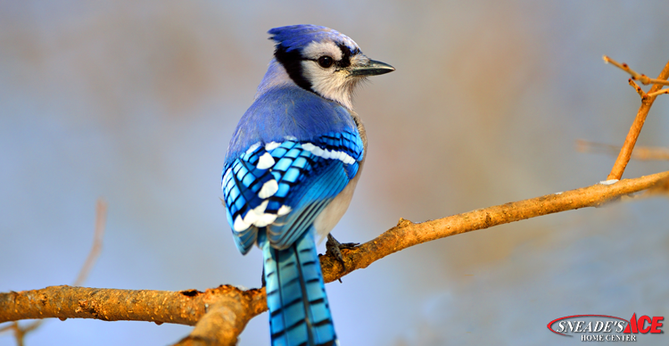 Blue Bird Perched on a Rock - Nature Photography Throw Pillow by Noveltees