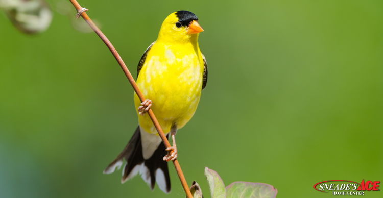 golden finches featured