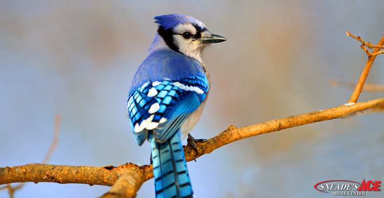 blue bird featured image