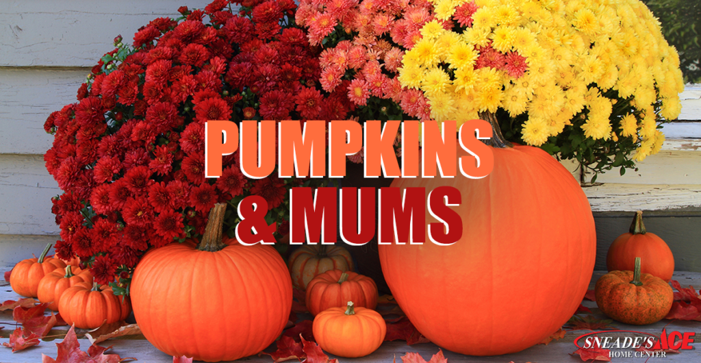 Pumpkins and Mums Facebook Image