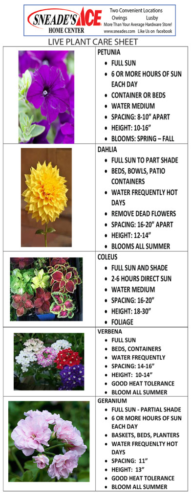 live plant care sheet