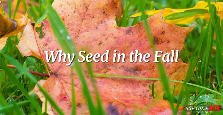 Why Seed Your Lawn in the Fall Featured