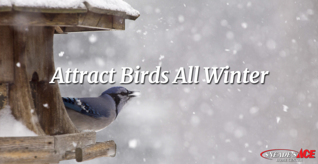 how to attract birds this winter facebook