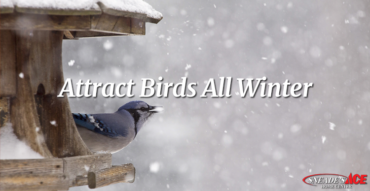 how to attract birds this winter featured