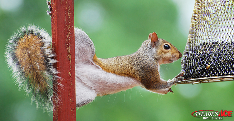 Squirrel Proofing Tips featured image