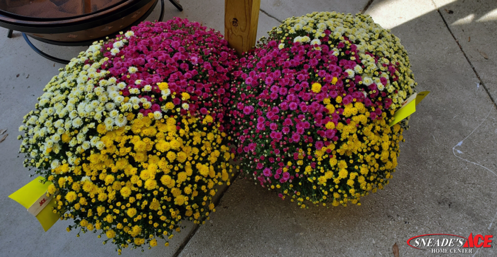 Garden Center Fall 2019 mums